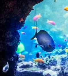 水下图片海生活