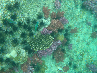 珊瑚海生物生活海