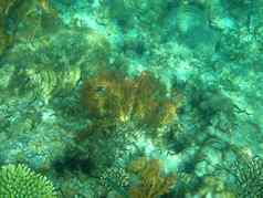 珊瑚海生物生活海