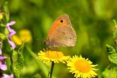 草地棕色（的）蝴蝶黄色的花