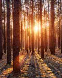阳光照明树干松树日出秋天松森林