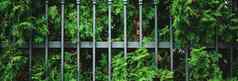 绿色植物墙栅栏植物纹理自然背景植物设计
