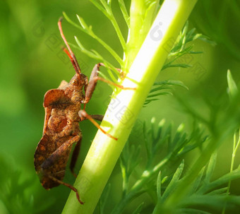 美丽<strong>的昆虫</strong>世界