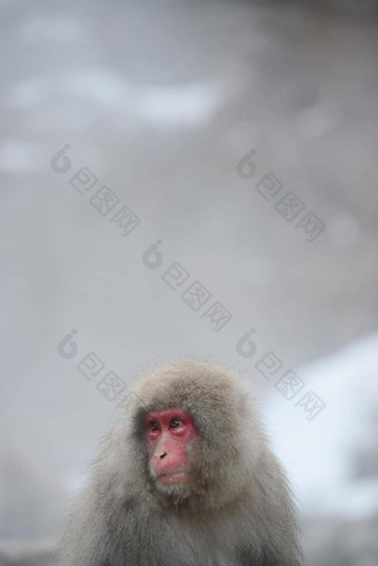 雪猴子