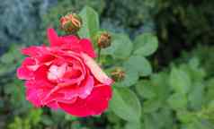 美丽的红色的玫瑰露水滴花园完美的背景问候卡片