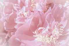 软焦点摘要花背景苍白的粉红色的牡丹花花瓣