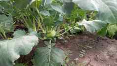 大头菜卷心菜日益增长的花园大头菜萝卜卷心菜蔬菜床上
