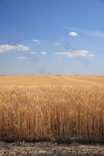 小麦农场