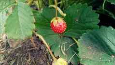新鲜的成熟的草莓分支草莓浆果绿色布什