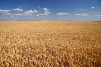 小麦农场