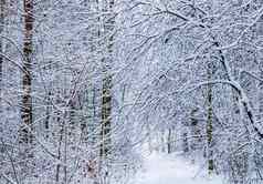 美丽的冬天森林雪树白色路径很多薄树枝覆盖白色雪