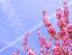 美丽的樱花樱桃树粉红色的花春天蓝色的天空