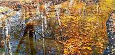 美丽的秋天明亮的大气图像生动的秋天叶子水背景