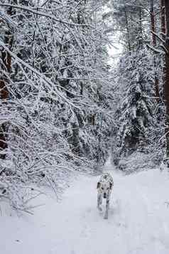 达尔马提亚运行白雪公主路径美丽的冬天森林