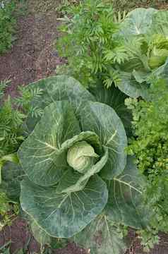 成熟的收获农场温室卷心菜头日益增长的蔬菜床上