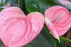 粉红色的花植物质量照片