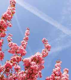 美丽的樱花樱桃树粉红色的花春天蓝色的天空
