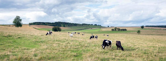 夏天农村景观绿色梅多斯牛法国阿登查尔维尔