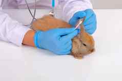 兽医蓝色的手套棉花巴德检查触摸病变疤痕兔子耳朵