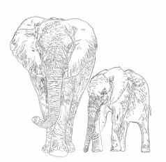 数字黑色的白色插图画草图家庭大象妈妈儿子白色孤立的背景