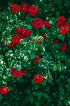 红色的玫瑰美丽的花花园花背景