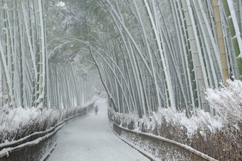 竹子森林雪