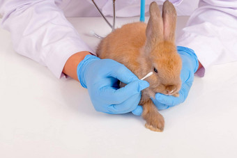 兽医蓝色的手套棉花巴德检查触摸兔子眼睛检查