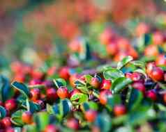 红色的水果分支机构车轮棠horizontalis布什花园秋天