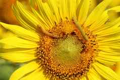 caterpilla向日葵花粉