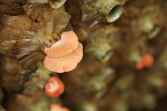 粉红色的牡蛎蘑菇普通蘑菇贾莫尔产卵袋
