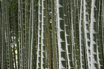 竹子森林雪