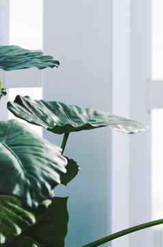 绿色叶子植物装饰现代白色室内