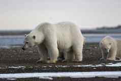 阿拉斯加白色极地熊北极