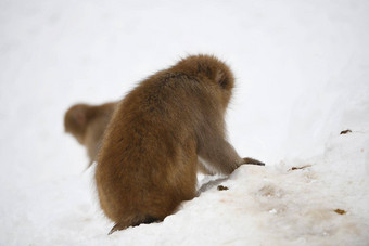 雪<strong>猴子</strong>长野日本