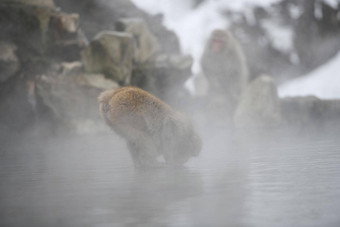 雪猴子长野日本