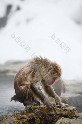 雪猴子长野日本