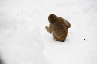 雪猴子长野日本