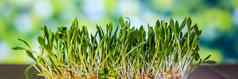 发芽小麦自然背景根食物健康微绿色豆芽有机素食主义者健康的食物概念首页园艺幼苗