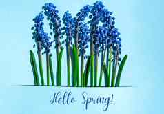 春天明信片布局春天现代生活蓝色的muscari花日益增长的矩形减少纸蓝色的背景最小的春天概念