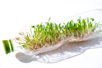 年轻的绿色植物塑料瓶生态环境谈话地球一天概念全球污染地球<strong>幼苗</strong>