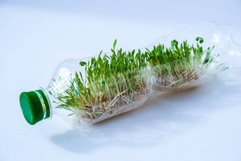年轻的绿色植物塑料瓶生态环境谈话地球一天概念全球污染地球<strong>幼苗</strong>
