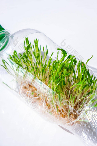 年轻的绿色植物塑料瓶生态环境谈话地球一天概念全球污染地球幼苗