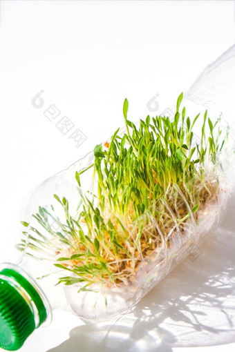 年轻的绿色植物塑料瓶<strong>生态环境</strong>谈话地球一天概念全球污染地球幼苗