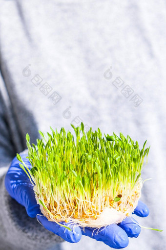 女手持有发芽小麦表格根食物健康微绿色豆芽有机素食主义者健康的食物概念首页园艺幼苗