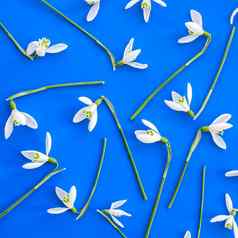 雪花莲花安排蓝色的背景春天概念最小的模式平躺框架