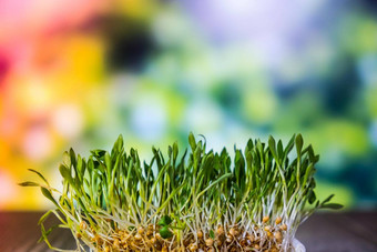 发芽小麦自然背景根食物健康微绿色豆芽有机素食主义者健康的食物概念首页园艺幼苗