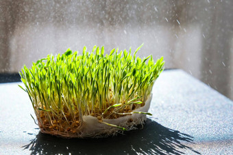 发芽发芽小麦表格根食物健康微绿色豆芽有机素食主义者健康的食物概念首页园艺浇水幼苗