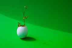 新鲜的微绿色在芝麻菜水芹成长白色蛋壳牌豆芽幼苗塑料日益增长的在首页