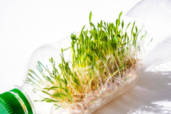 年轻的绿色植物塑料瓶生态环境谈话地球一天概念全球污染地球幼苗