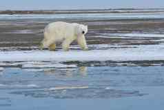 阿拉斯加白色极地熊北极